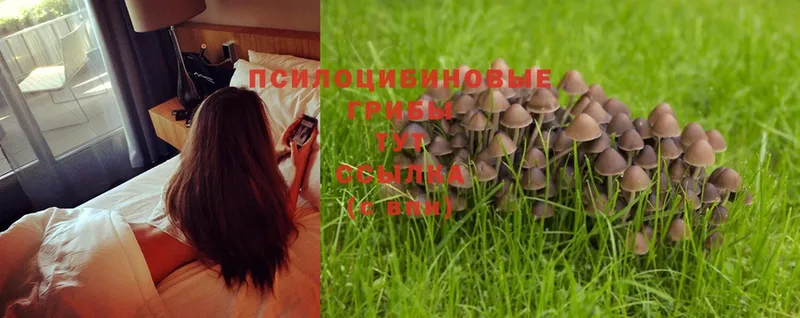 где купить наркоту  Полысаево  Псилоцибиновые грибы Magic Shrooms 